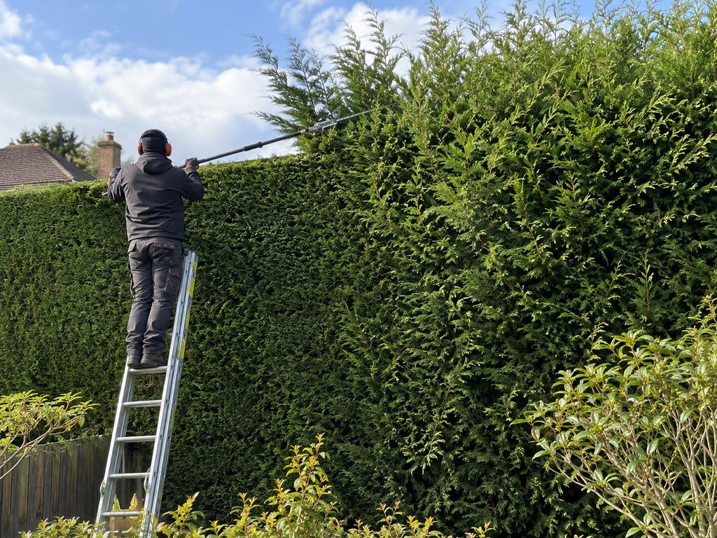Overgrown leylandii hedge being reduced back to a manageable height from a ladder